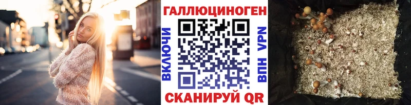 Галлюциногенные грибы Psilocybe  закладка  Миллерово 